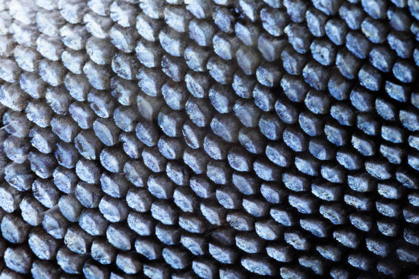 istock Extreme Close-up of Coho Salmon Scale 1170927776
