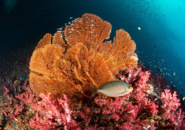 istock colorful seafan with sun light and soft coral with  fish 1170927782