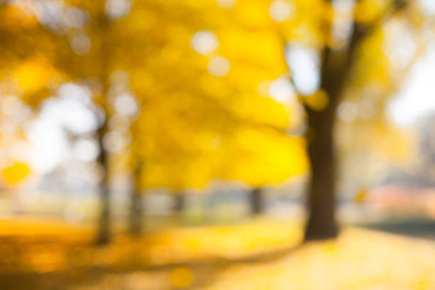 istock Defocused Beautiful Nature Autumn landscape 1170932959