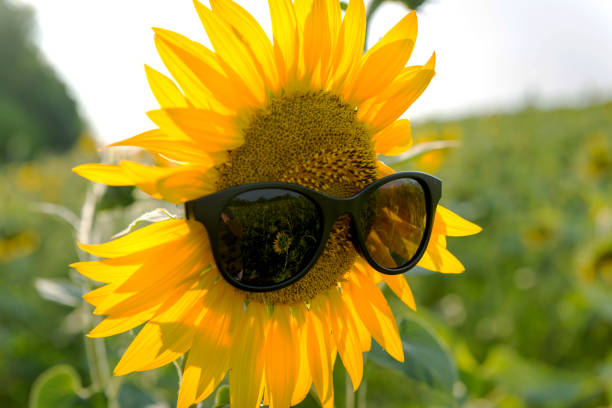 istock Sunflower In sunglasses. 1170933404