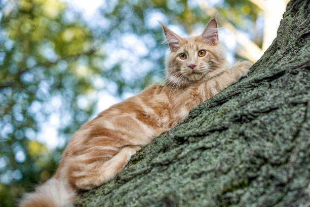 istock Funny big maine coon kitten sitting on a tree. 1170934238