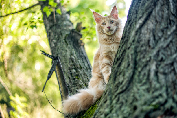 istock Funny big maine coon kitten sitting on a tree. 1170934241