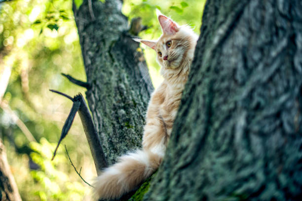 istock Funny big maine coon kitten sitting on a tree. 1170934254