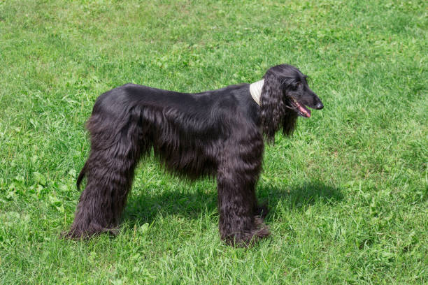 istock Cute afghan hound is standing on a green grass. Eastern greyhound or persian greyhound. Pet animals. 1170935450