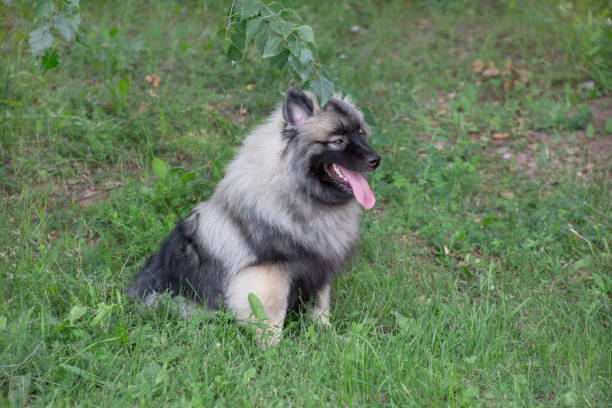 istock Deutscher wolfspitz is sitting on a green meadow. Keeshond or german spitz. Pet animals. 1170935592