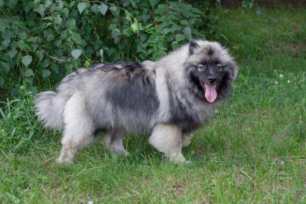 istock Deutscher wolfspitz is standing on a green meadow. Keeshond or german spitz. Pet animals. 1170935594