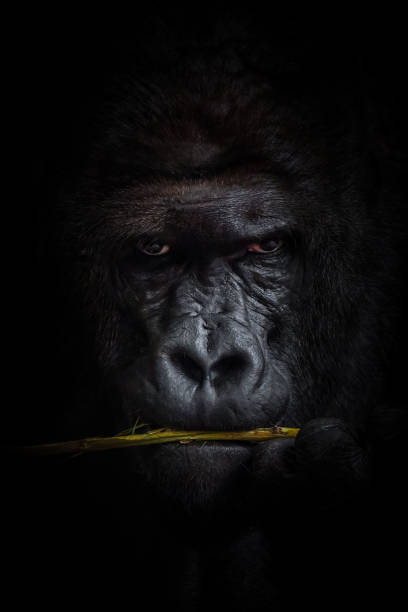 fondo negro gorila - gorilla endangered species large isolated fotografías e imágenes de stock