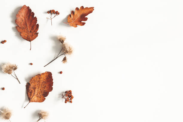 istock Autumn composition. Dried leaves, flowers, rowan berries on white background. Autumn, fall, thanksgiving day concept. Flat lay, top view, copy space 1170936914
