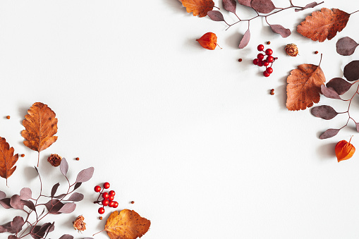 Autumn composition. Physalis flowers, eucalyptus leaves, rowan berries on gray background. Autumn, fall, thanksgiving day concept. Flat lay, top view, copy space