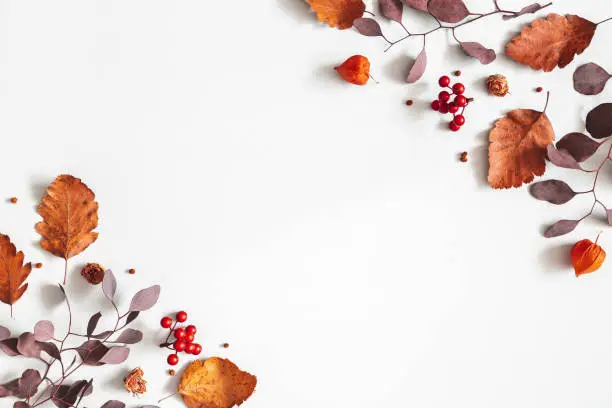 Photo of Autumn composition. Physalis flowers, eucalyptus leaves, rowan berries on gray background. Autumn, fall, thanksgiving day concept. Flat lay, top view, copy space