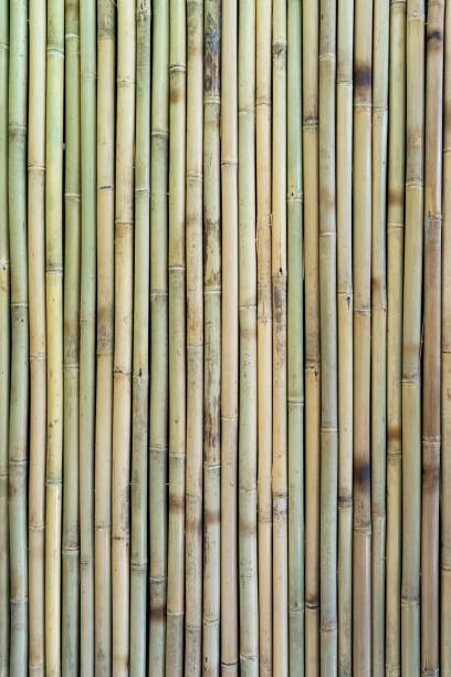 istock Background of bamboo 1170937026