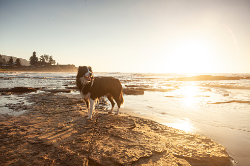 A border collie at a dog friendly beach at North Wollongong during sunrise.