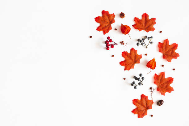 Autumn composition. Pattern made of flowers, maple leaves, berries on white background. Autumn, fall, thanksgiving day concept. Flat lay, top view, copy space