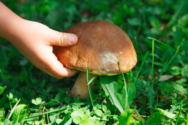 istock children pick mushrooms 1170940977