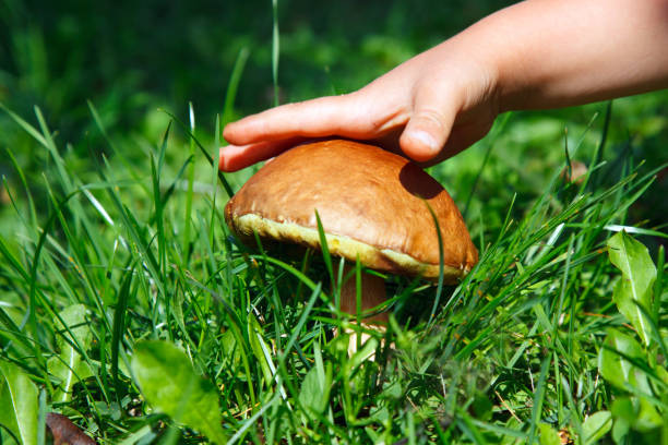 istock children pick mushrooms 1170940978