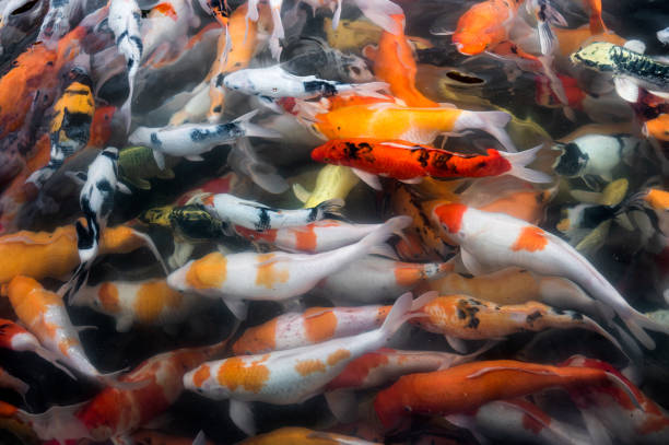 istock Colorful Koi fish swimming in pond 1170941622