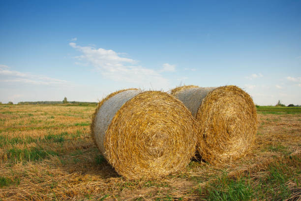 istock the field after summer harvest 1170941939