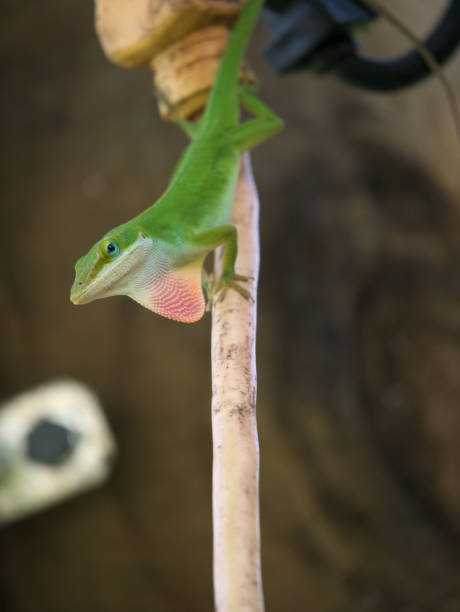 istock Green Anole doing the Mating Dance on an Extension Cord 1170949426