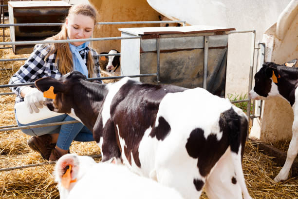 istock Female farm worker feeding calves 1170949463