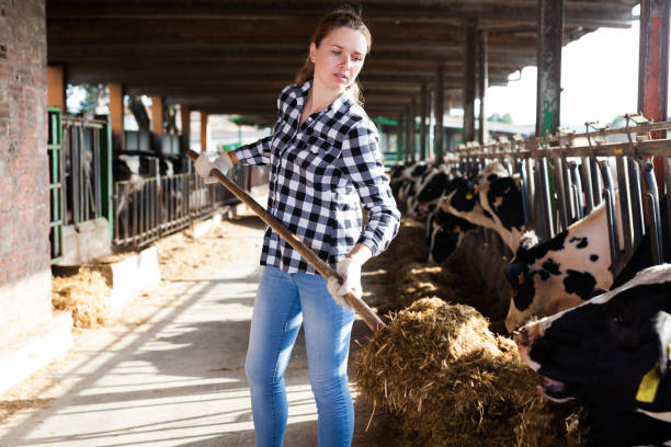 istock Woman working on dairy farm 1170949522