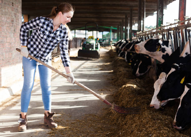 istock Woman working on dairy farm 1170949585