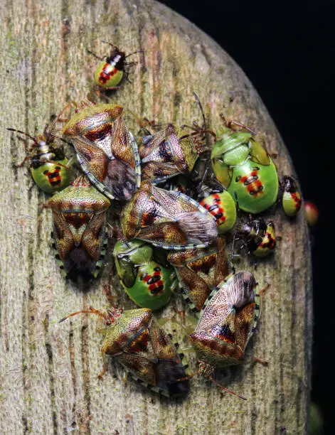 A cluster of bugs from two different species - parent bug adults (Elasmucha grisea) with birch shieldbug nymphs (Elasmostethus interstinctus) at various stages of maturity. Taken in Northern England.