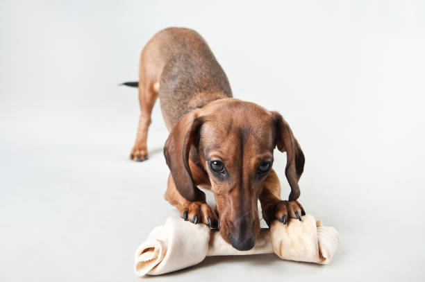 istock Young red-haired dachshund plays with a bone in the studio on a white background 1170952935