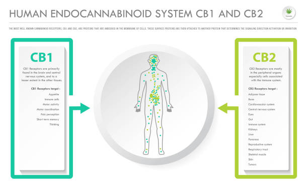 인간 엔도 칸 나비 노이드 시스템 cb1 및 cb2 수평 비즈니스 인포 그래픽 - receptor stock illustrations