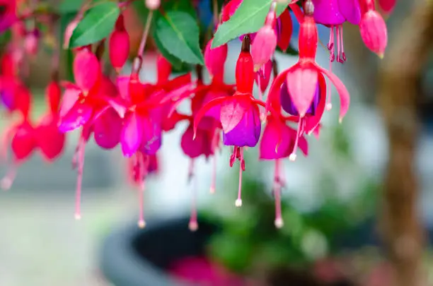 Close-up of Fuchsia is a genus of flowering plants that consists mostly of shrubs or small trees.