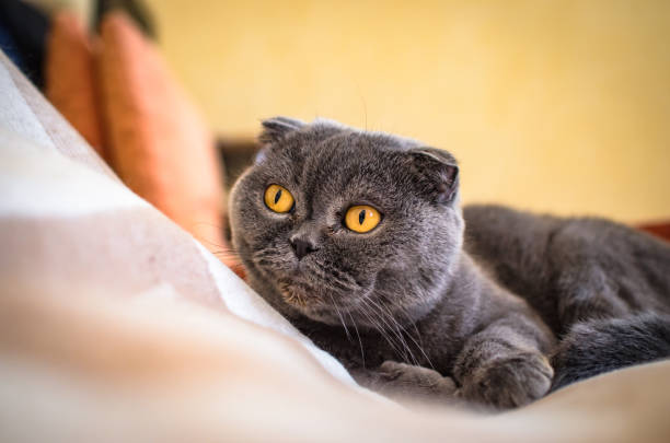 istock Scottish fold lies on the bed at home 1170954484