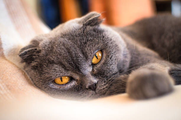 istock Scottish fold lies on the bed at home 1170954495