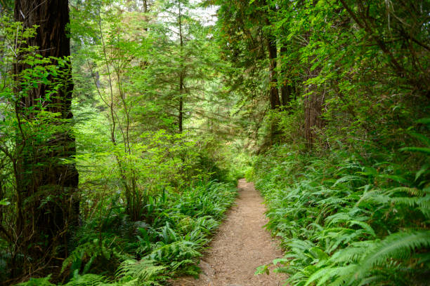 caminando por el país de las maravillas - rainforest redwood sequoia footpath fotografías e imágenes de stock