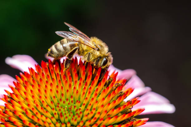 istock Honey Bee Collecting Honey From Flower 1170957942