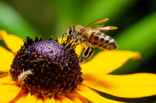 istock Honey Bee Collecting Honey From Flower 1170957953