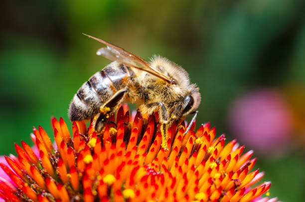 istock Honey Bee Collecting Honey From Flower 1170958156