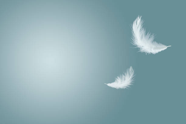 istock abstract, soft white feather floating in the air 1170958215