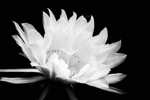 istock Huge Cactus Flower Black and White Close Up 1170960300