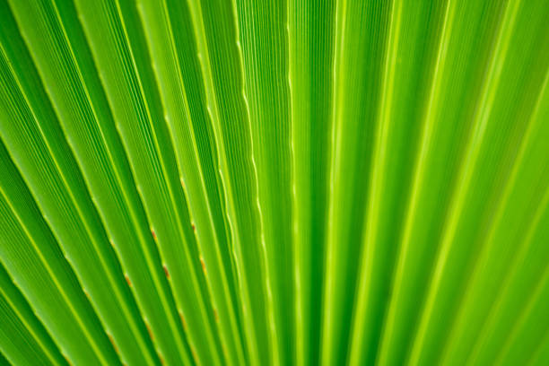 istock Abstract background of plants leaf 1170960393