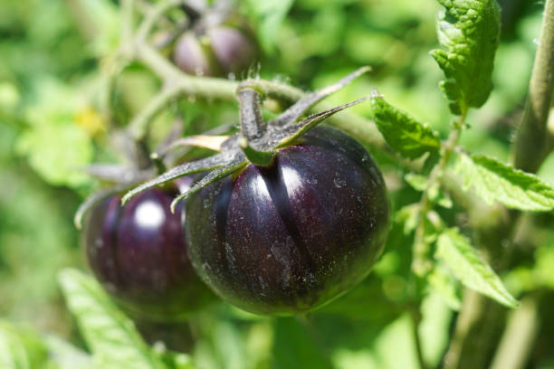 istock Fresh blue tomatoes hanging on a bush 1170961528