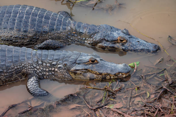 pantanal due caimani dal muso largo fianco a fianco, come fratelli, sul bordo della palude. - snouted foto e immagini stock