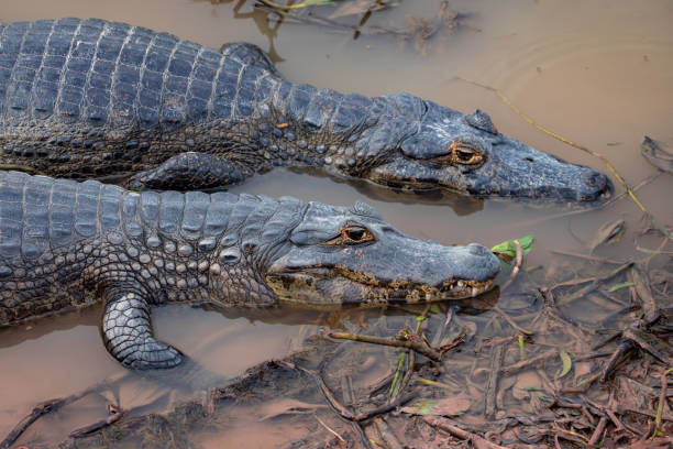 pantanal dois caiman largo-snouted lado a lado, como irmãos, na borda do pântano. - snouted - fotografias e filmes do acervo