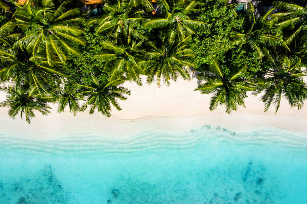 tropischer strand im ozean, malediven - beach palm tree tropical climate sea stock-fotos und bilder