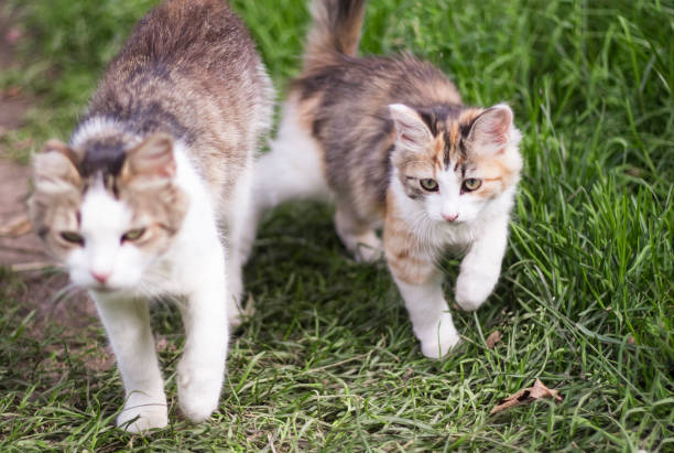 istock kitten runs alongside mother cat in the grass 1170962105