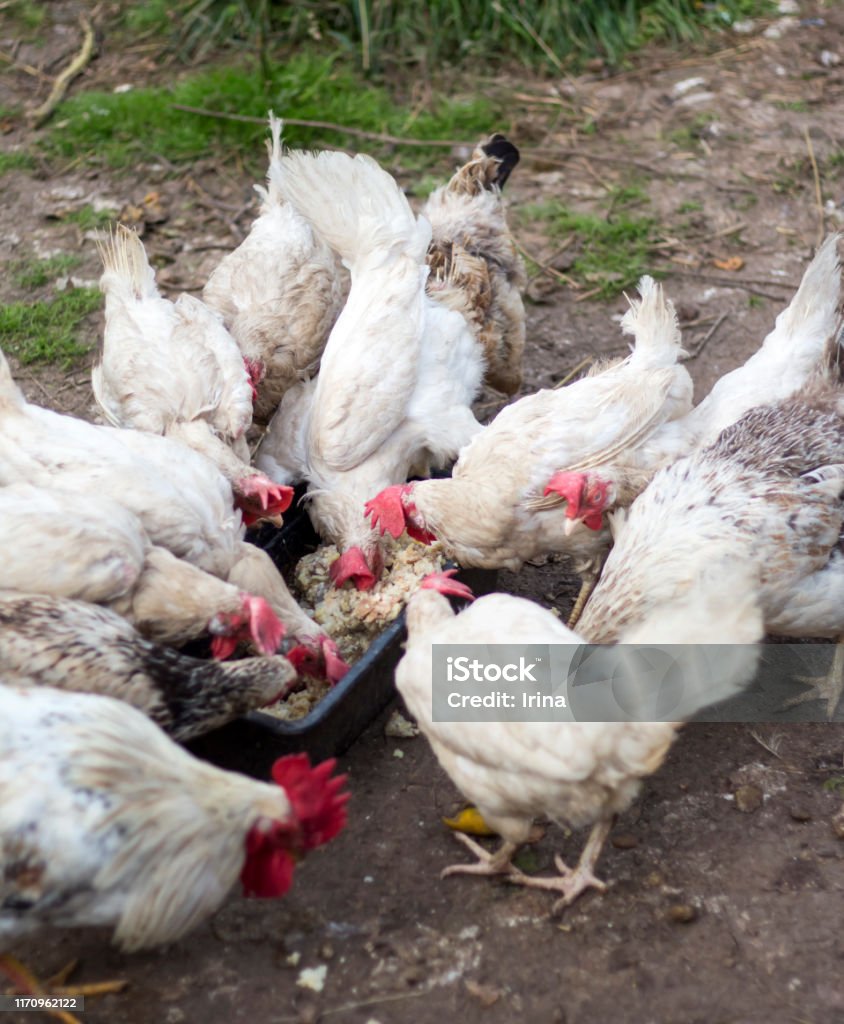 kippen en Haan voeden op een Miniboerderij op het platteland - Royalty-free Bedrijfsleven Stockfoto kippen en Haan voeden op een Miniboerderij op het platteland - Royalty-free Bedrijfsleven Stockfoto