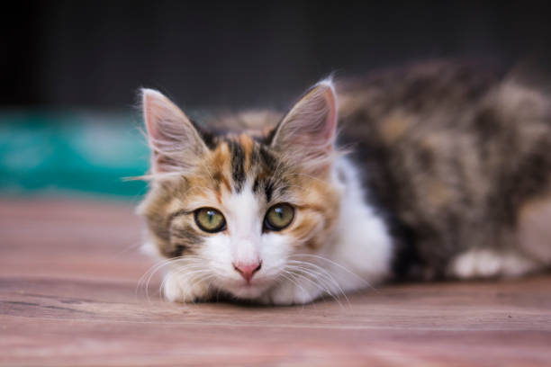istock colored kitten lying and looking at the camera, close-up 1170962204