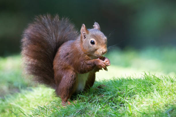 istock Eurasian red squirrel (Sciurus vulgaris) eating a hazelnut 1170962243