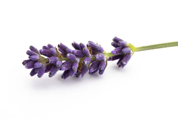 istock Lavender flowers on a white background. 1170962272