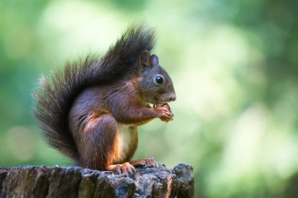 istock Eurasian red squirrel (Sciurus vulgaris) eating a hazelnut 1170962274