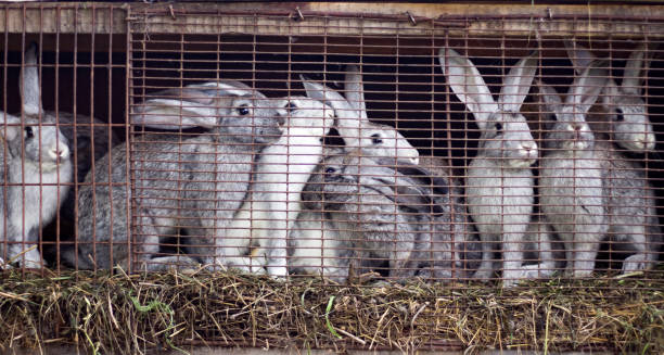 famiglia di conigli grigi nella fattoria seduto in una gabbia - rabbit hairy gray animal foto e immagini stock