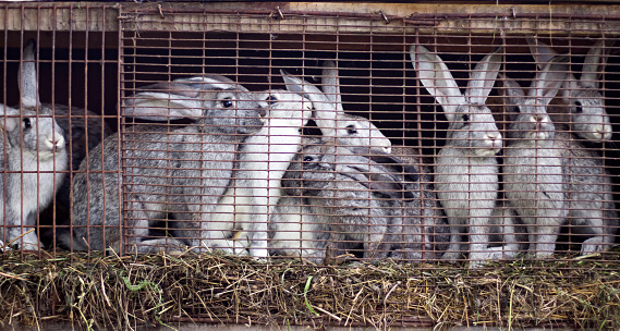 family of gray rabbits on the farm sitting in a cage.